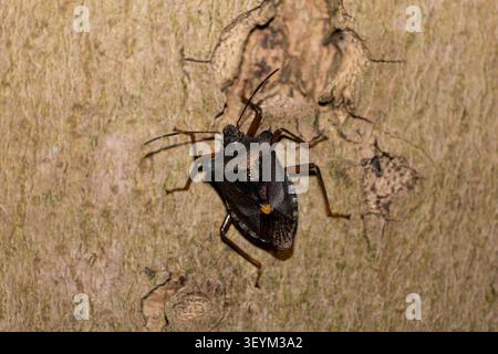imago von Schildkäfer oder Waldkäfer (Pentatoma rufipes) Stockfoto