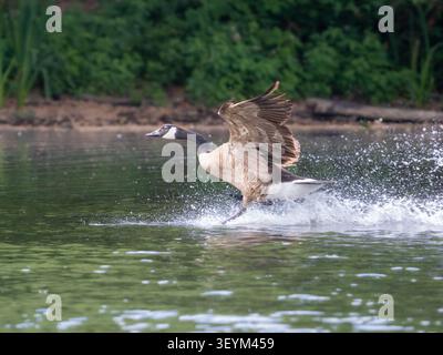 Kanadische Gänse (Branta canadensis) startet vom See, Wanstead, London. Dramatische Wasserspritzer, Flügel hochgestreckt, Sommer-Wildlife-Action. Stockfoto