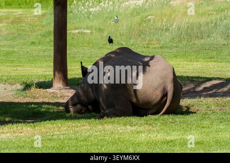 Ein großes Nashorn ruht friedlich im Schatten eines Holzpfahls auf einem sonnigen, grünen Grasfeld. Stockfoto