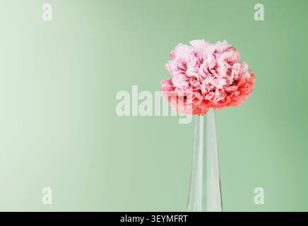 Rosafarbener doppelköpfiger Mohn auf grünem Hintergrund Stockfoto
