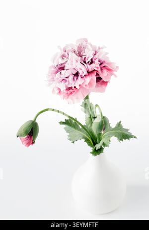 Rosafarbener Pfingstrosenmohn in weißer Vase Stockfoto