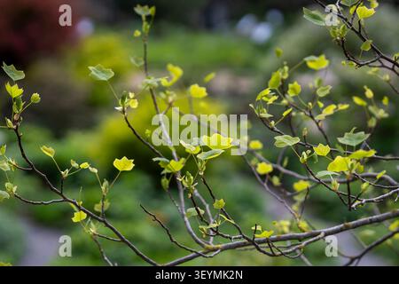 Frische Frühlingsblätter, die an einem Zweig des amerikanischen Tulpenbaums (Liriodendron tulipifera) hervorbrechen, beleuchtet von sanftem natürlichem Licht vor grünem Hintergrund. Stockfoto