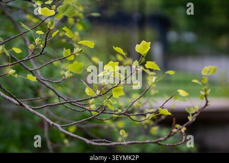 Frische Frühlingsblätter, die an einem Zweig des amerikanischen Tulpenbaums (Liriodendron tulipifera) hervorbrechen, beleuchtet von sanftem natürlichem Licht vor grünem Hintergrund. Stockfoto