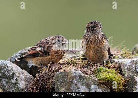 STONECHAT Jungtier, UK. Stockfoto