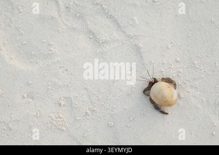 Ein Blick von oben, flache Aufnahme einer wandernden Einsiedelkrabbe am weißen Sandstrand mit Sandtextur-Copyspace Stockfoto