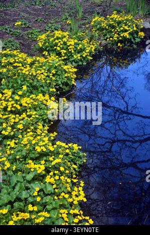 Gelbe Buttercup-ähnliche Caltha palustris (Marsh Marigold) Blumen wachsen am Stream bei RHS Garden Harlow Carr, Harrogate, Yorkshire, England, Großbritannien. Stockfoto