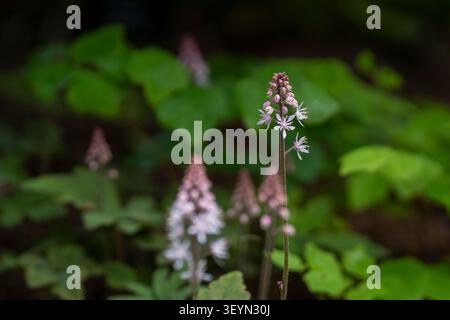 Foamflower (Tiarella „Morgenstern“) blüht in einem schattigen Waldgarten mit zarten weißen sternförmigen Blüten auf schlanken Spitzen. Stockfoto