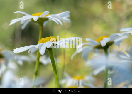 Weiße Ochsenaugen blühen auf einer natürlichen Wiese mit weichem Hintergrund. Sommerlandschaft und Biodiversitätskonzept. Stockfoto