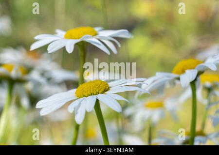 Weiße Ochsenaugen blühen auf einer natürlichen Wiese mit weichem Hintergrund. Sommerlandschaft und Biodiversitätskonzept. Stockfoto