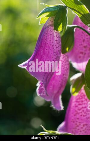 Nahaufnahme blühender rosafarbener Fingerhandschuhblumen (Digitalis purpurea), beleuchtet durch warme Abendsonne in einem Wald mit sanftem grünem Bokeh. Stockfoto