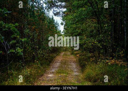An einem sonnigen Sommertag schlängelt sich die malerische Schotterstraße durch einen üppigen grünen Wald. Die friedliche Naturlandschaft bietet hohe Bäume, frisches Laub und eine Stockfoto