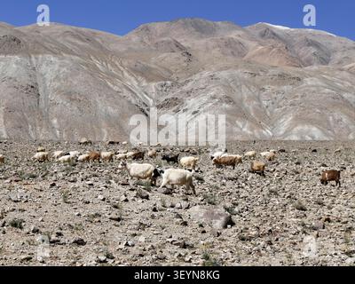 Changthangi Kaschmirziegen in karger Berglandschaft in Ladakh, nordindien, im himalaya. Traditionelle Ziegenhaltung in großer Höhe Stockfoto