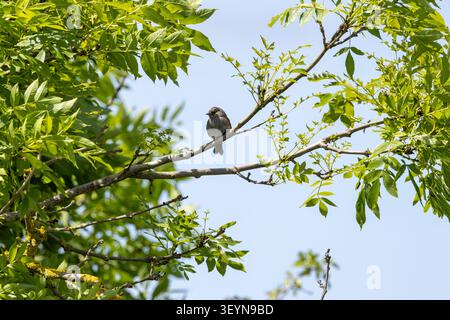 Ein Dunnnock (Prunella modularis) thront auf einem schlanken Aschezweig zwischen frischem grünem Laub vor einem klaren blauen Himmel im Naturschutzgebiet Turvey, Donabate, Stockfoto