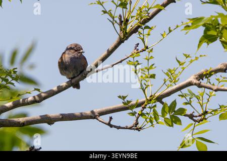 Ein Dunnnock (Prunella modularis) thront auf einem Aschezweig, der ein kleines Insekt in seiner Rechnung hält, vor einem klaren blauen Himmel im Turvey Nature Reserve, Donabate Stockfoto