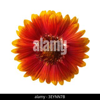 Eine Nahaufnahme von leuchtend farbigen mit roten, orangen und gelben Gaillardia-Blüten, isoliert auf weißem Hintergrund. Gaillardia pulchella Stockfoto