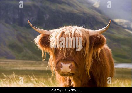 Nahaufnahmeporträt einer zotteligen, rotbraunen Highland-Kuh in einer ländlichen Landschaft, die schottische Tourismus- und Wildtier-Themen hervorhebt. Stockfoto
