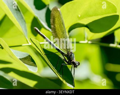 Eine Makroaufnahme einer Calopteryx splendens-Schnake, die auf einem leuchtend grünen Blatt ruht. Stockfoto