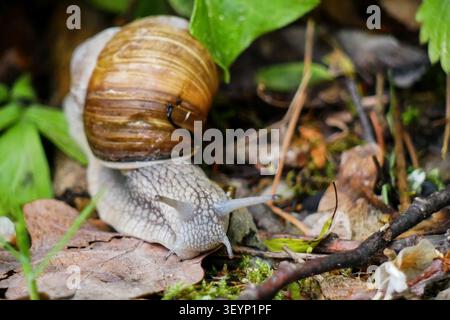 Große römische Landschnecke krabbelt auf Waldboden aus nächster Nähe Stockfoto