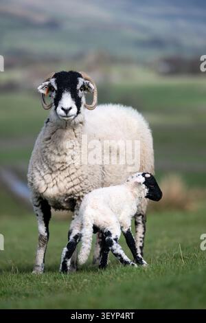Schwaledale Schaf mit einem neugeborenen Lamm auf einer Bergfarm im Yorkshire Dales National Park, Großbritannien. Stockfoto