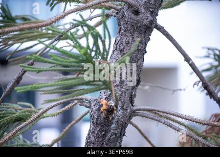 Die Baumsaft-Flüssigkeit, die aus dem Kiefernbaum kommt Stockfoto
