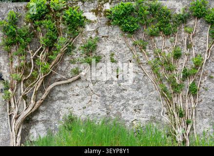 Kletterpflanzen, die über eine alte Steinmauer in Italien wachsen. Stockfoto
