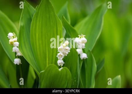 Blühende Maiglöckchen (Convallaria majalis) mit zarten weißen glockenförmigen Blüten, eingebettet zwischen grünen Blättern in einem Garten mit Frühlingswald. Stockfoto