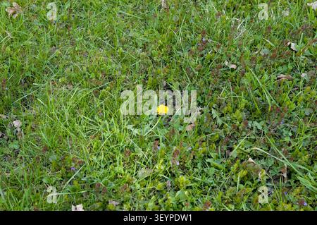 Junges grünes Frühlingsgras mit einem gelben Löwenzahn. Frische natürliche Vegetation und saisonale Blüte bei weichem Außenlicht. Stockfoto