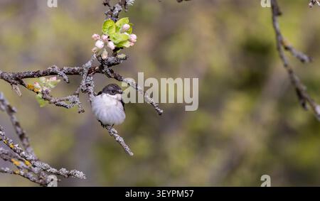 Europäischer Rattenfänger auf einem mit Flechten bedeckten Apfelbaum, mit zarten rosa und grünen Blüten, die eine lebhafte Frühlingsatmosphäre schaffen Stockfoto