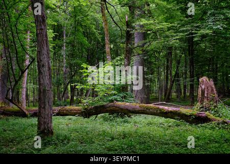 Bialowieza Waldlandschaft mit üppiger grüner Bodenbedeckung und großen alten Bäumen mit moosbedeckten umgestürzten Baumstämmen Stockfoto