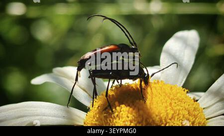 Zwei Käfer, der schwarz gestreifte Langhornkäfer (Stenurella melanura), paarend auf einer gelben Blume, einem Gänseblümchen (Leucanthemum), in einer Sommerumgebung, der männliche Stockfoto