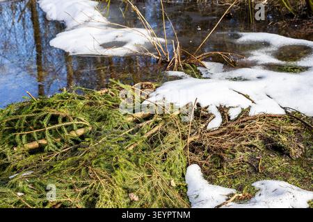 Ein Haufen geschnittener Fichtenzweige auf dem Sumpfgebiet, überflutet mit Wasser aus schmelzendem Schnee am sonnigen Märztag, Russland Stockfoto