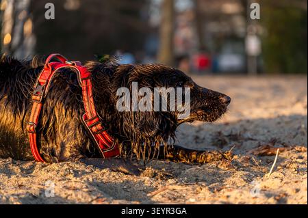 Ein nasser schwarzer englischer Cocker Spaniel am Sandy Beach bei der Golden Hour in Lausanne Schweiz Stockfoto