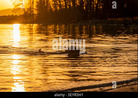 Ein englischer Cocker Spaniel, der beim Schwimmen am Sonnenuntergang am Genfersee in Lausanne Schweiz einen Stock holt Stockfoto