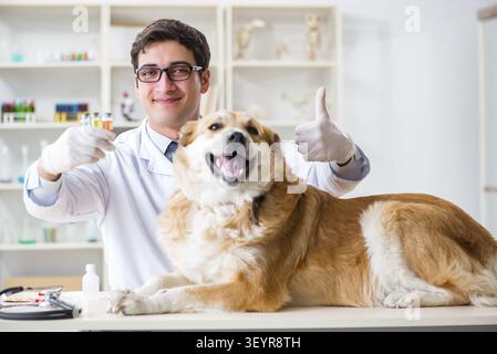 Arzt prüfen Golden Retriever Hund in der Tierklinik Stockfoto
