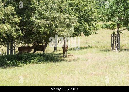 Hirsch (Cervus elaphus), der im Richmond Park, Surrey, auf Eichenblättern stöbert Stockfoto