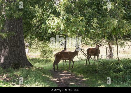 Hirsch (Cervus elaphus), der im Richmond Park, Surrey, auf Eichenblättern stöbert Stockfoto