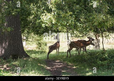 Hirsch (Cervus elaphus), der im Richmond Park, Surrey, auf Eichenblättern stöbert Stockfoto