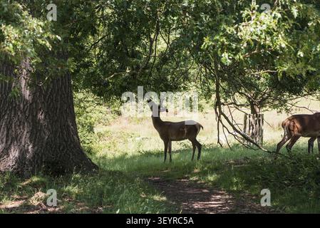 Hirsch (Cervus elaphus), der im Richmond Park, Surrey, auf Eichenblättern stöbert Stockfoto