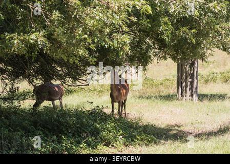 Hirsch (Cervus elaphus), der im Richmond Park, Surrey, auf Eichenblättern stöbert Stockfoto