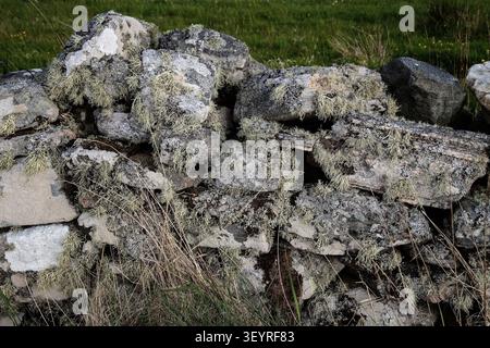 Eine Steinmauer auf North Uist, die auf einem Bauernhof gebaut wurde, um Schafe einzuzäunen, und die jetzt noch funktionsfähig und mit Flechten und Moosen bedeckt ist Stockfoto