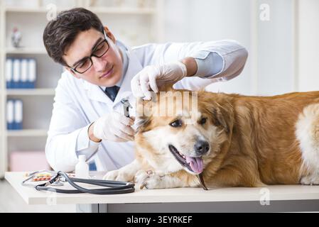 Arzt prüfen Golden Retriever Hund in der Tierklinik Stockfoto