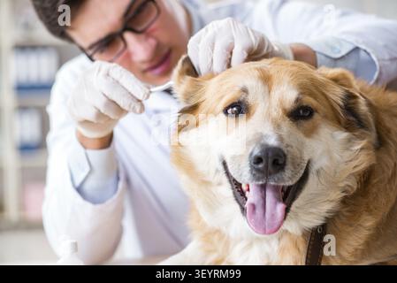 Arzt prüfen Golden Retriever Hund in der Tierklinik Stockfoto