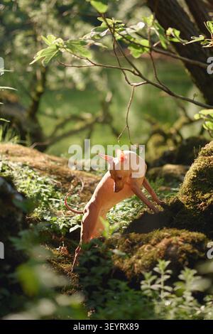 Nova Scotia Duck Tolling Retriever klettert über moosbedeckte Felsen in einem üppig grünen Wald. Energiegeladenes Outdoor-Abenteuer mit Wandern und Erkundungen Stockfoto