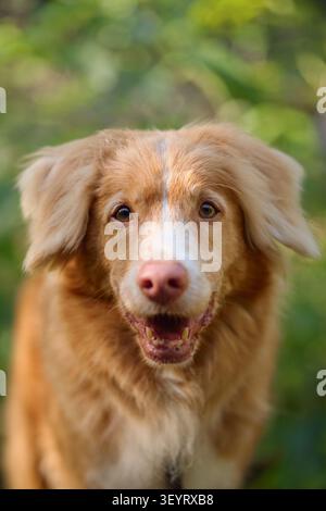 Nahporträt eines glücklichen Nova Scotia Duck Tolling Retrievers in natürlicher Waldumgebung. Freundlicher Begleithund mit sanftem Licht und Grün Stockfoto