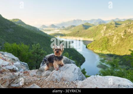Ein Yorkshire Terrier sitzt stolz auf einem felsigen Aussichtspunkt über einem gewundenen Bergfluss, umgeben von dramatischen grünen Bergen. Wanderszene im Freien Stockfoto
