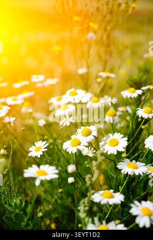 Wunderschöne vertikale, wilde Kamillen im grünen Feld, beleuchtet von warmem goldenem Sonnenuntergang Stockfoto