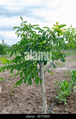 Vertikaler Schuss eines jungen Walnussbaums (Juglans) mit kleinen grünen Früchten, die in einem landwirtschaftlichen Obstgarten wachsen. Verfügt über ein offenes Feld, Boden und Tropf-Irri Stockfoto