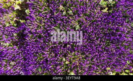 Ein ästhetisches Nahfoto von leuchtenden, voll blühenden lila Wildblumen, aufgenommen von oben. Stockfoto