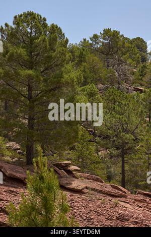 Kiefern, die auf felsigem Gelände in mediterraner Waldlandschaft wachsen. Stockfoto