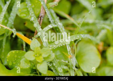 Makro-Nahaufnahme von taufrischen grünen Grashalmen und runden Blättern, die nach dem Regen mit glitzernden Wassertropfen bedeckt sind, in einer üppigen Gartenumgebung Stockfoto
